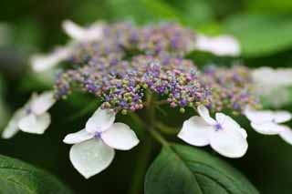 photo, la matire, libre, amnage, dcrivez, photo de la rserve,Macrophylla de l'hortensia, hortensia, , , La saison pluvieuse