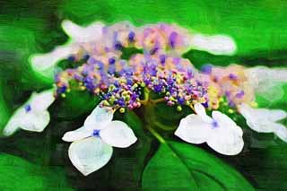 illust,tela,gratis,paisaje,fotografa,idea,pintura,Lpiz de color,dibujo,Hydrangea macrophylla, Hydrangea, , , La estacin lluviosa