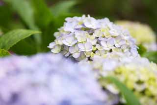 photo, la matire, libre, amnage, dcrivez, photo de la rserve,Dites l'hortensia de l'Embarde, hortensia, , , La saison pluvieuse