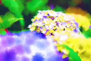 illust, matire, libre, paysage, image, le tableau, crayon de la couleur, colorie, en tirant,Dites l'hortensia de l'Embarde, hortensia, , , La saison pluvieuse