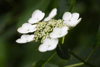 photo,material,free,landscape,picture,stock photo,Creative Commons,Hydrangea macrophylla, hydrangea, , , The rainy season