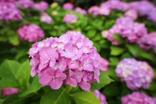 Foto, materieel, vrij, landschap, schilderstuk, bevoorraden foto,Zeg Zigzagen hydrangea, Hydrangea, , , De regentijd