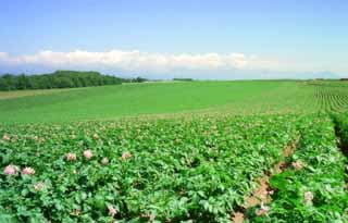 Foto, materieel, vrij, landschap, schilderstuk, bevoorraden foto,Eeuwige aardappel veld, Wolk, Veld, Groen, Blauwe lucht