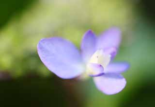 Foto, materiell, befreit, Landschaft, Bild, hat Foto auf Lager,Hortensie macrophylla, Hortensie, , , Die regnerische Jahreszeit