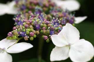 Foto, materiell, befreit, Landschaft, Bild, hat Foto auf Lager,Hortensie macrophylla, Hortensie, , , Die regnerische Jahreszeit