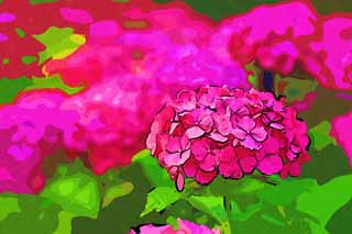 illust, matire, libre, paysage, image, le tableau, crayon de la couleur, colorie, en tirant,Dites l'hortensia de l'Embarde, hortensia, , , La saison pluvieuse