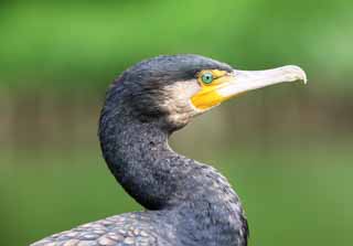 photo, la matire, libre, amnage, dcrivez, photo de la rserve,Un cormoran commun, cormoran, , , billet