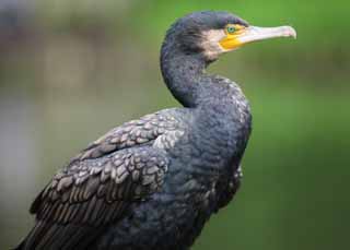 photo,material,free,landscape,picture,stock photo,Creative Commons,A common cormorant, cormorant, , , bill