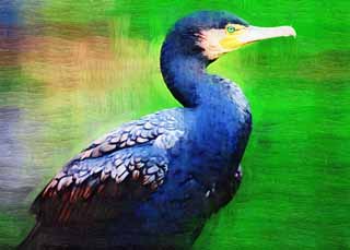 illust, matire, libre, paysage, image, le tableau, crayon de la couleur, colorie, en tirant,Un cormoran commun, cormoran, , , billet