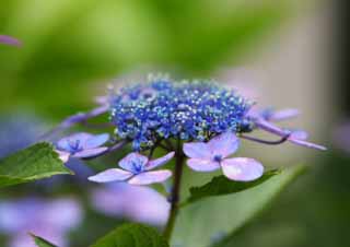 photo, la matire, libre, amnage, dcrivez, photo de la rserve,Macrophylla de l'hortensia, hortensia, , , La saison pluvieuse