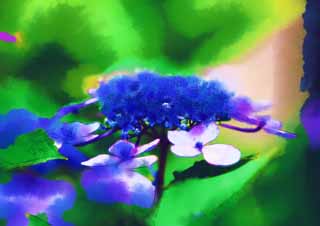 illust, matire, libre, paysage, image, le tableau, crayon de la couleur, colorie, en tirant,Macrophylla de l'hortensia, hortensia, , , La saison pluvieuse