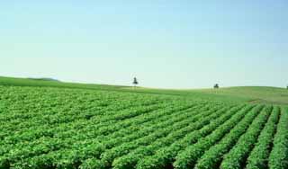 Foto, materiell, befreit, Landschaft, Bild, hat Foto auf Lager,Das Stehen in den legten, Baum, Feld, grn, blauer Himmel