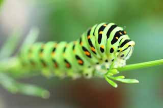 fotografia, materiale, libero il panorama, dipinga, fotografia di scorta,La larva della coda forcuta gialla e comune, farfalla, , bruco verde, 