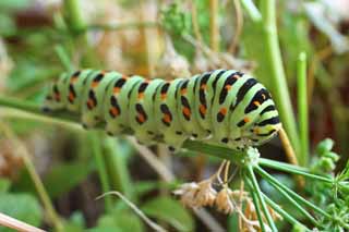 Foto, materiell, befreit, Landschaft, Bild, hat Foto auf Lager,Die Larve des gewhnlichen gelben Schwalbenschwanzes, Schmetterling, , grne Raupe, 