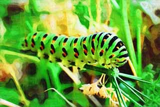 illust, , , , , ,  ,  , .,larva   swallowtail, , ,  , 