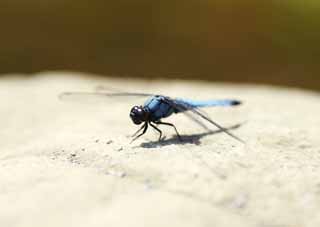 Foto, materiell, befreit, Landschaft, Bild, hat Foto auf Lager,Libelle, Libelle, , Znden Sie blau an, Feder