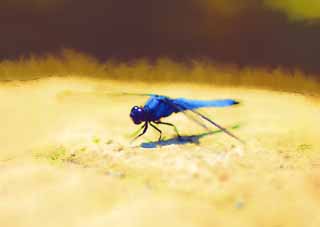 illustration,material,free,landscape,picture,painting,color pencil,crayon,drawing,Dragonfly, dragonfly, , Light blue, feather