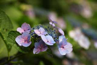 fotografia, materiale, libero il panorama, dipinga, fotografia di scorta,Macrophylla di ortensia, ortensia, , , La stagione piovosa