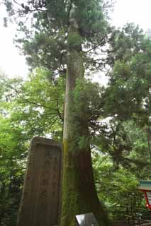 foto,tela,gratis,paisaje,fotografa,idea,La silla de la que cedro del - largo empuj a duende travieso monte. Takao, Duende travieso long- empujar, Monte. Takao rbol sagrado, Excursin, Bosque