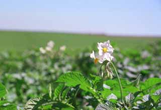 photo,material,free,landscape,picture,stock photo,Creative Commons,In a potato field, green, field, , 