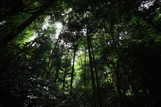 fotografia, material, livra, ajardine, imagine, proveja fotografia,Uma rvore de Mt. Takao, O latido, Musgo, modo de filial, floresta
