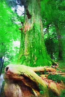 illust, materiale, libero panorama, ritratto dipinto, matita di colore disegna a pastello, disegnando,Cedro di polpo a Mt. Takao, leggenda, Mt. Takao albero sacro, Andando in gita, foresta