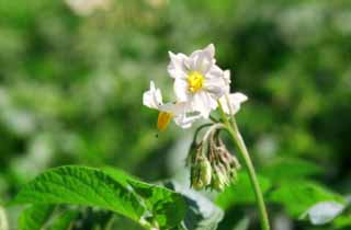 fotografia, materiale, libero il panorama, dipinga, fotografia di scorta,Fiori di patata, verde, bianco, , 