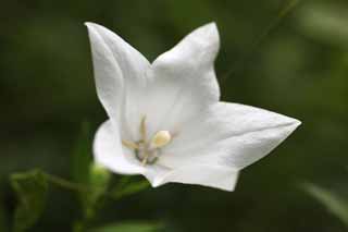 fotografia, materiale, libero il panorama, dipinga, fotografia di scorta,Una campanula bianca, petalo, campanula, , Io sono bello