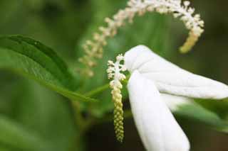 , , , , ,  .,Adenophora remotiflora, petal, bellflower,  ,  