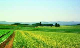 fotografia, materiale, libero il panorama, dipinga, fotografia di scorta,Campo di grano, erba, campo, verde, cielo blu