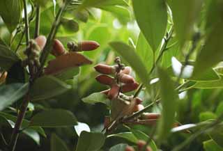 Foto, materiell, befreit, Landschaft, Bild, hat Foto auf Lager,Lithocarpus edulis, Eine Eichel, , , Nuss