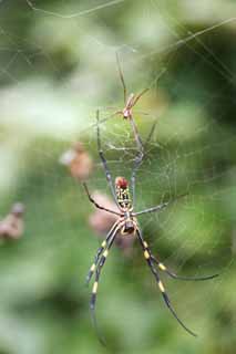 fotografia, material, livra, ajardine, imagine, proveja fotografia,Um par de a aranha de seda, aranha, , , teia de aranha