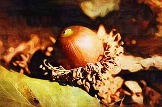 illustration,material,free,landscape,picture,painting,color pencil,crayon,drawing,An oak, An acorn, , , 