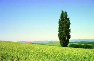 fotografia, materiale, libero il panorama, dipinga, fotografia di scorta,Pioppo ed un campo di grano, albero, campo, verde, cielo blu