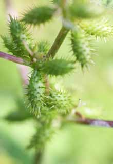 Foto, materieel, vrij, landschap, schilderstuk, bevoorraden foto,Staafje; Een insect, Staafje; Een insect, Ik strijk het aan, Splinter, Speelbal