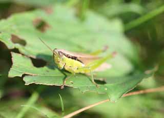 Foto, materieel, vrij, landschap, schilderstuk, bevoorraden foto,Een kabeljauw sprinkhaan, Sprinkhaan, , , Een insect