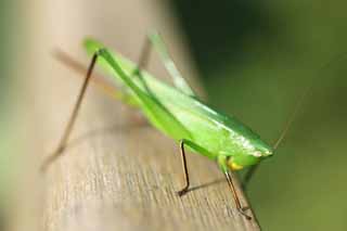 Foto, materieel, vrij, landschap, schilderstuk, bevoorraden foto,Een zuidelijke rijst katydid, Sprinkhaan, , , 