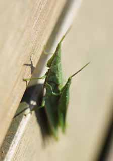 Foto, materieel, vrij, landschap, schilderstuk, bevoorraden foto,Een vervoer op plat open goederenwago sprinkhaan, Sprinkhaan, , , Een insect