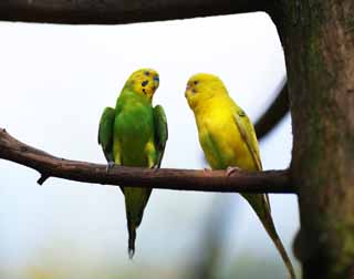 Foto, materieel, vrij, landschap, schilderstuk, bevoorraden foto,De conversatie van ht parakeet, Parakeet, Hoest resultaat parakeet, Baars, Vriend