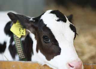 photo,material,free,landscape,picture,stock photo,Creative Commons,The eyes of the calf, Holstein, calf, cow, 