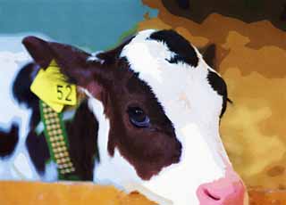 illust, materiell, befreit, Landschaft, Bild, Gemlde, Farbbleistift, Wachsmalstift, Zeichnung,,Die Augen des Kalbes, Holstein, Kalb, Kuh, 