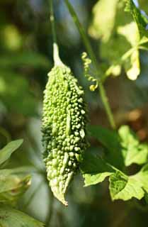 photo, la matire, libre, amnage, dcrivez, photo de la rserve,Une gourde amre, gourde amre, Frit la gourde amre, Okinawa, Lichi