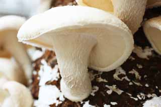 , , , , ,  .,shiitake, mushroom, , Kinoko, shiitake