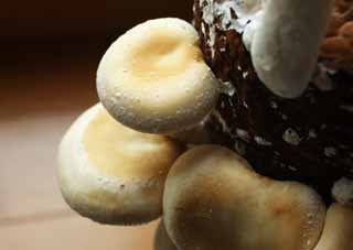 Foto, materiell, befreit, Landschaft, Bild, hat Foto auf Lager,Ein shiitake, Pilz, , Kinoko, shiitake