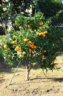 photo, la matire, libre, amnage, dcrivez, photo de la rserve,Une orange mandarine, Fruit, , orange mandarine, kotatsu