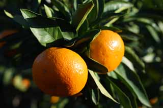 photo,material,free,landscape,picture,stock photo,Creative Commons,A mandarin orange, Fruit, , mandarin orange, kotatsu