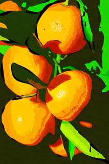 Illust, materieel, vrij, landschap, schilderstuk, schilderstuk, kleuren potlood, crayon, werkje,Een mandarijn sinaasappel, Vrucht, , Mandarijn sinaasappel, Kotatsu