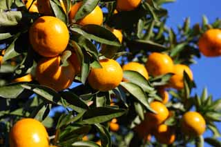 Foto, materiell, befreit, Landschaft, Bild, hat Foto auf Lager,Eine Mandarinenorange, Frucht, , Mandarinenorange, kotatsu