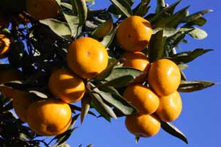 photo,material,free,landscape,picture,stock photo,Creative Commons,A mandarin orange, Fruit, , mandarin orange, kotatsu