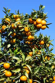 Foto, materiell, befreit, Landschaft, Bild, hat Foto auf Lager,Eine Mandarinenorange, Frucht, , Mandarinenorange, kotatsu